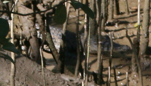 baby crocodile on the daintree river