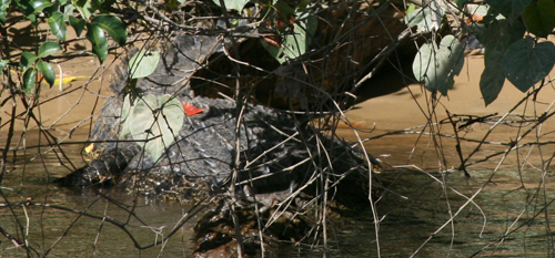male crocodile on the daintree river