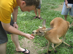 brain feeding kangaroos