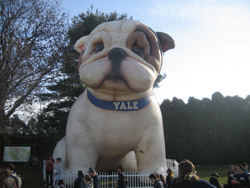 handsome dan yale mascot