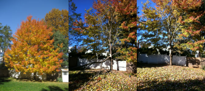 before, during and after for our once beautiful tree in the backyard