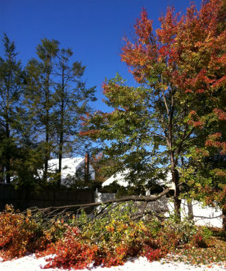 tree in the backyard snapped in half