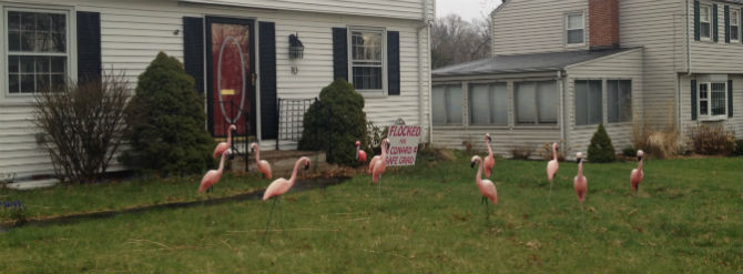 flamingos in the yard